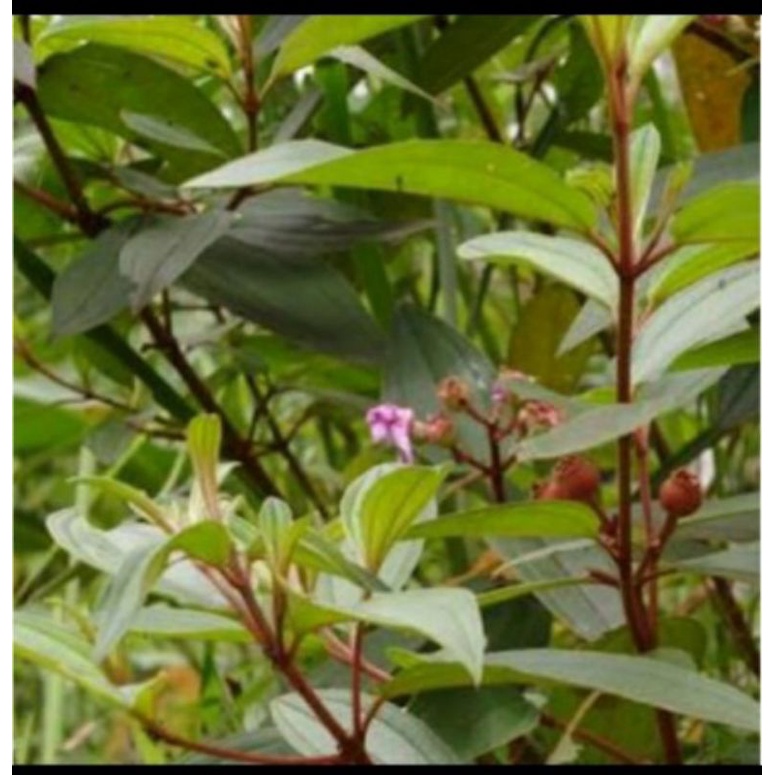 

Daun Senggani atau Harendong Segar 500gram