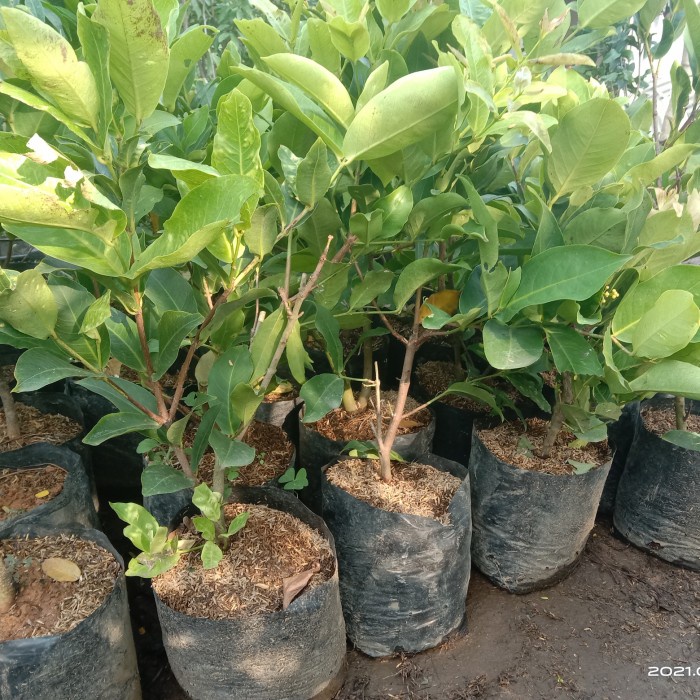 BIBUT JAMBU AIR KIOJOK JAMBU AIR KING ROSE HASIL CANGKOK