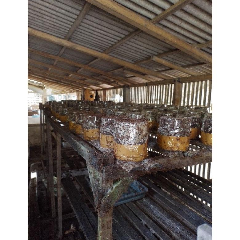 Best - semut rangrang bibit unggul penghasil kroto super