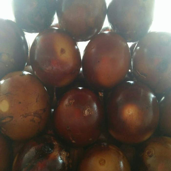 

Telor Asin Tjoa Bakar Isi 10
