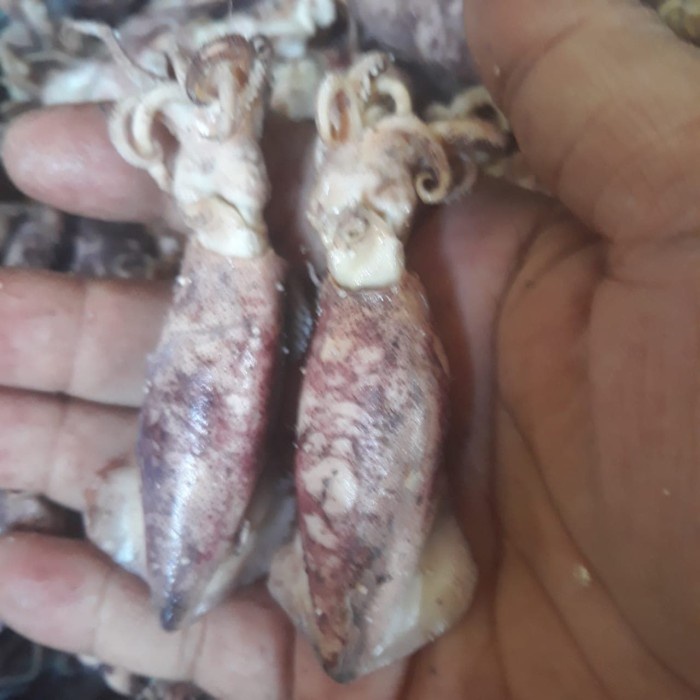 

Ikan Asin Cumi Asin / Sotong Suntung 1 Kg Cap Toke Bagan Siapi Api