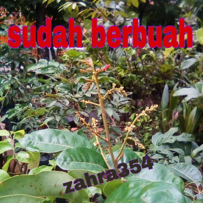 BIBIT KELENGKENG MATA LADA OKULASI SUDAH BERBUAH / KELENGKENG UNGGUL -Terlaris