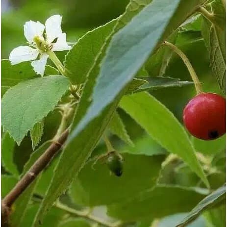 READY Bibit Pohon Kersen - Tanaman Buah Kersen Murah