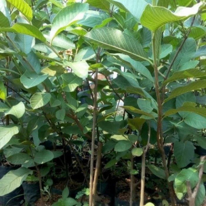 Bibit tanaman buah jambu siumik pala asli thailand VIRALL