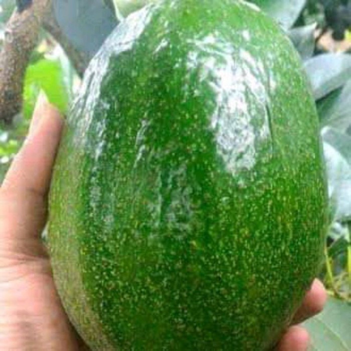 bibit tanaman buah apukat tanpa biji okulasi benih pohon di dalam pot VIRALL