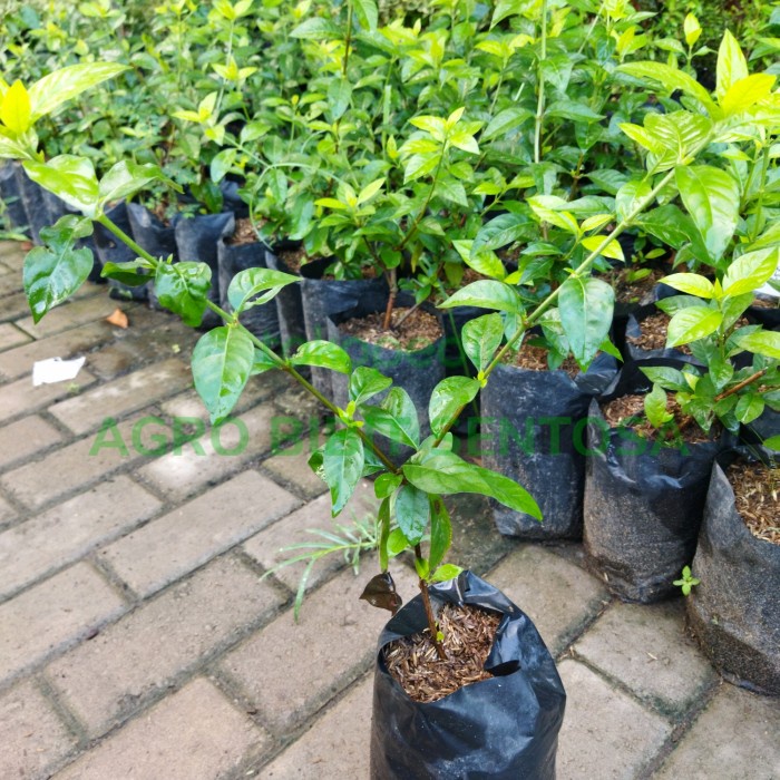 READY bibit tanaman blueberry jumpfruit - buah jamfruit pohon buah biru