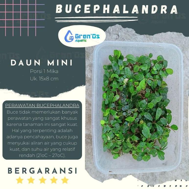 Sale BucePhalandra Buce Phalandra Palandra Mini Clump Clum Tanaman Tumbuhan Bonsai Aquascape Coin Aq
