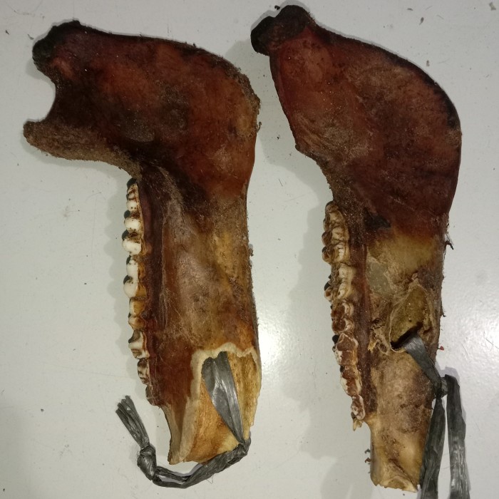 [Baru] Barang Antik Unik Kuno Rahang Bab.I Hutan Dari Pulang Sumba Aslii 100 Berkualitas