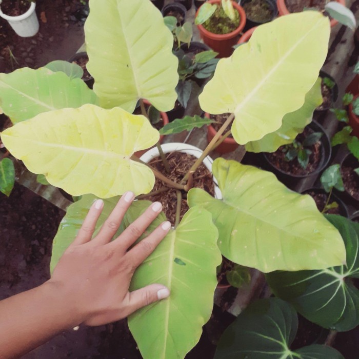 [COD] Philodenron Snowdrift Terbatas