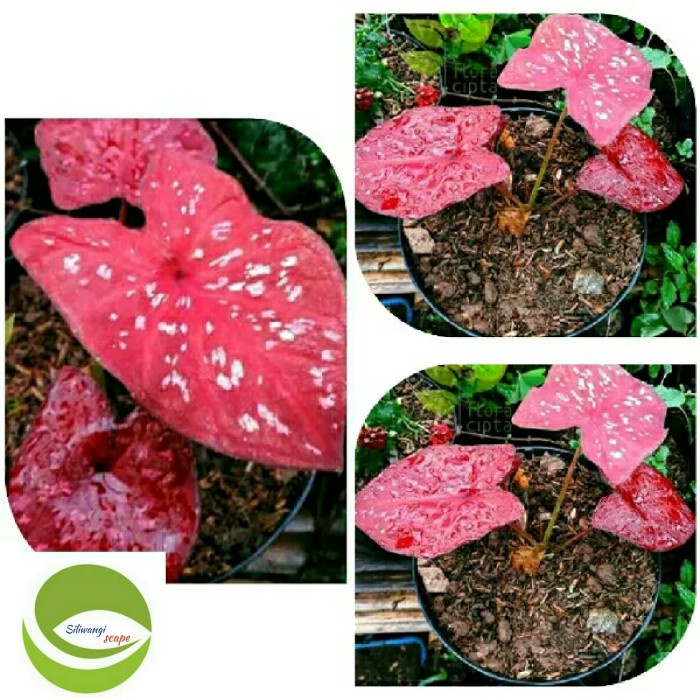 [COD] Tanaman Hias Keladi Merah/Langka Terbatas