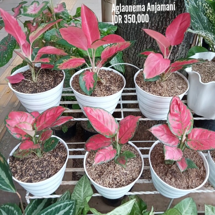 [New Ori] Aglaonema Red Anjamani Limited