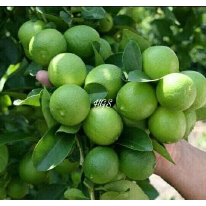 Bibit Tanaman Buah Jeruk Lemon Lokal EE44