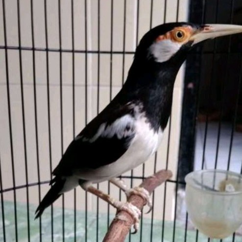 Burung Jalak Suren Anakan Mandiri