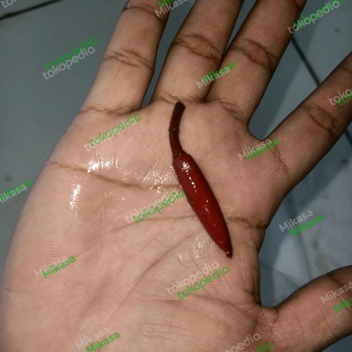 [New] Kantil Merah Asli Limited