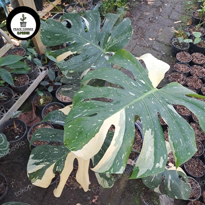 [New] Monstera Monthai Creme Brulee Terbatas