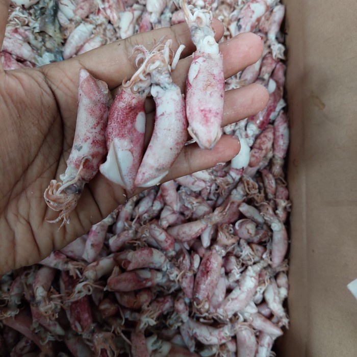 

cumi baby asin 10kg/ikan asin cumi baby 10kg