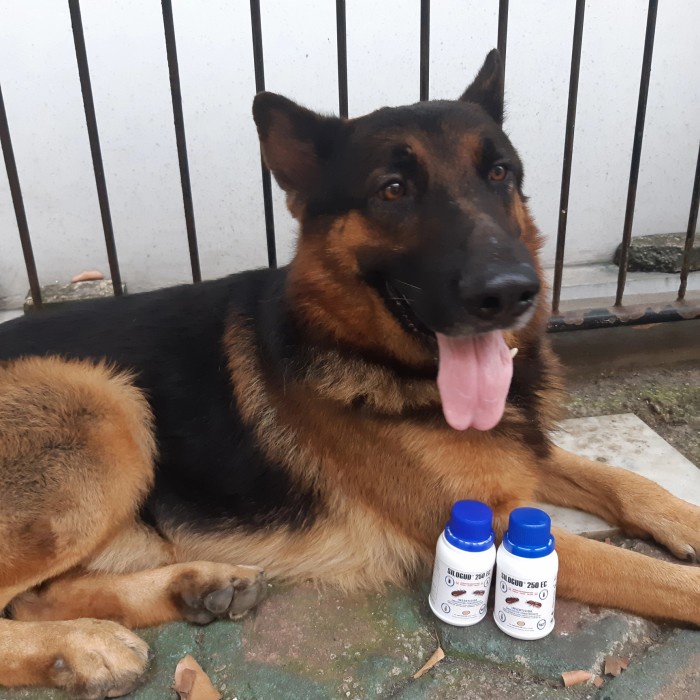 SILOGUD OBAT CAIR AMPUH SANITASI LINGKUNGAN ANJING BEBAS KUTU 100%