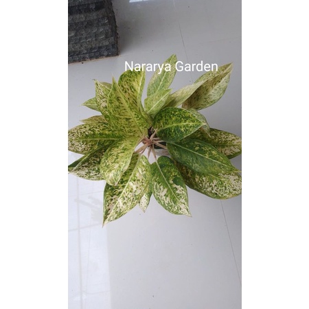 Aglonema Big Roy white putih Rumpunan