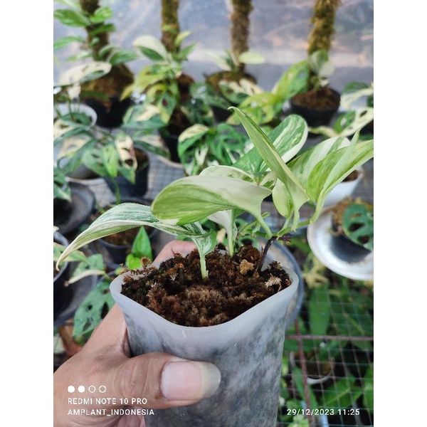 real pict Scindapsus Rubicon varigata