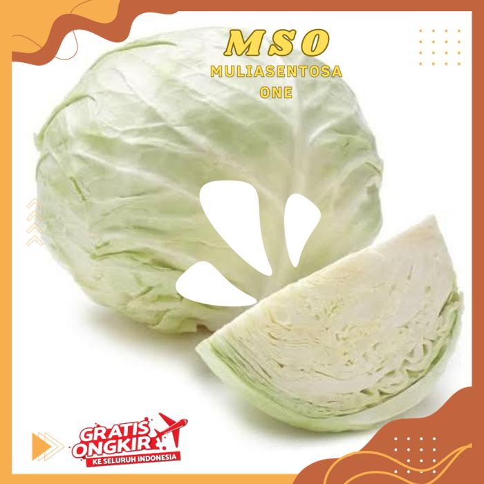 

KOL KUBIS PUTIH ( CABBAGE ) 450 - 500 GR PRODUK BEST PRODUK !!