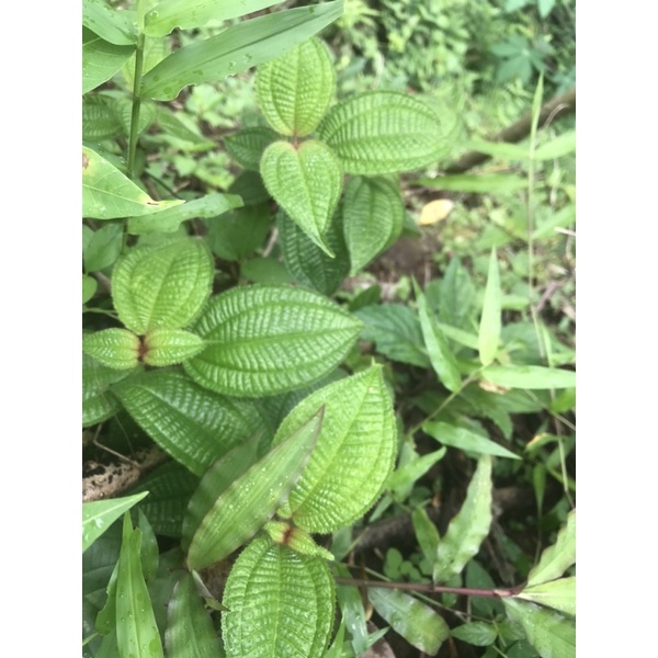 

DAUN HARENDONG SEGAR FRESH 100gram