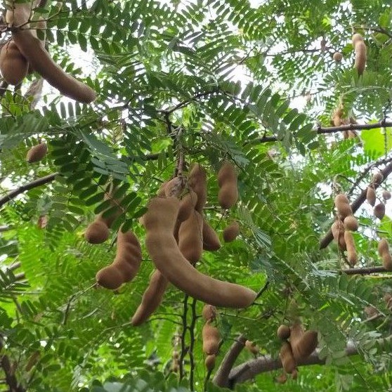 Buah Asam Jawa Muda Segar (± 1000 Gram)