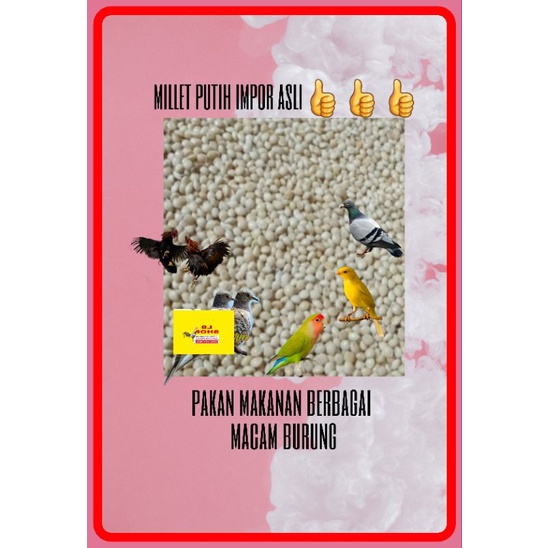 25 kilo milet putih bersih pakan burung lovebird merpati canari perkutut millet impor asli