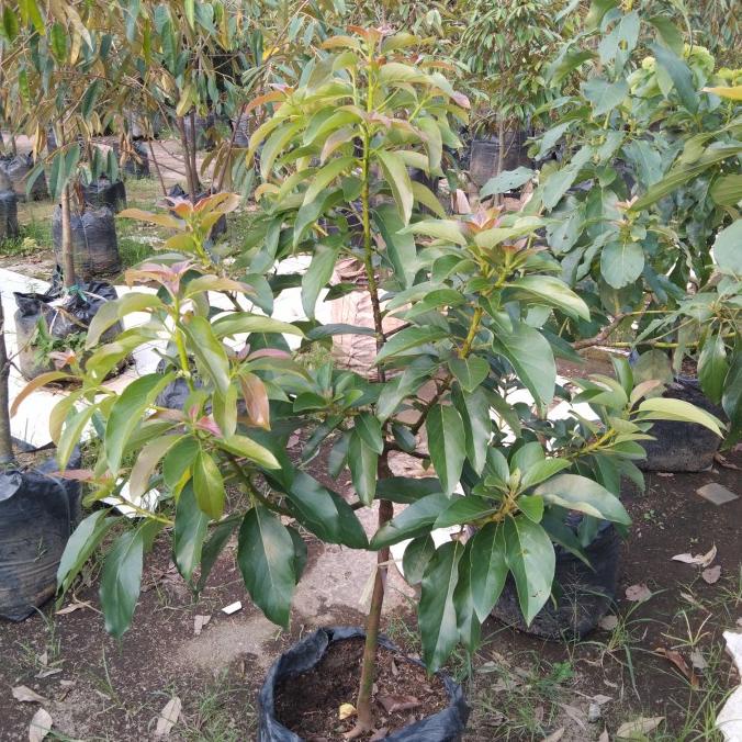 

READY STOCK POHON ALPUKAT MENTEGA !!!!!