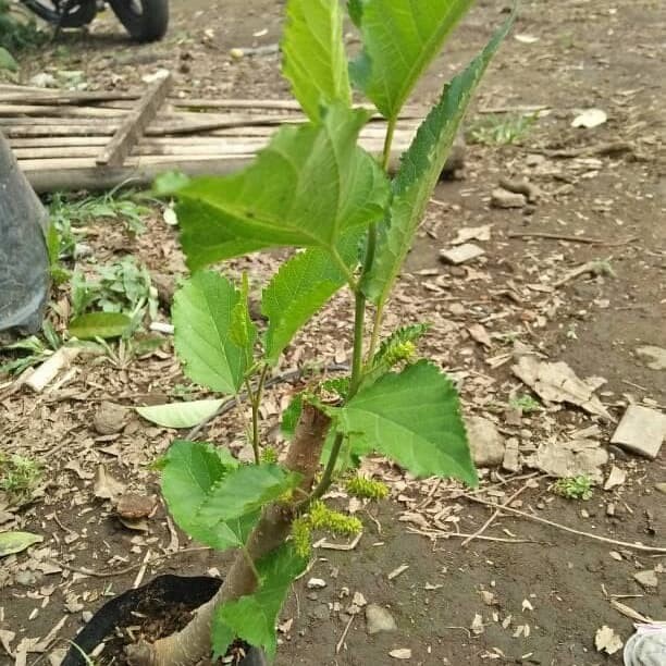 Bibit Buah Mulberry/Pohon Buah Mulberry