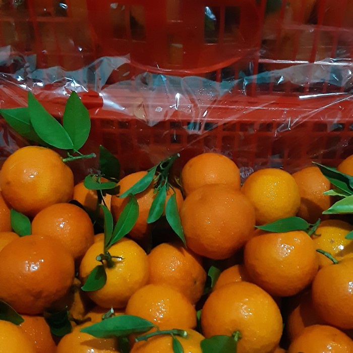 Keranjang - Buah Jeruk Santang Daun Manis 1 Keranjang Harga Lebih Hemat Dr Ecer