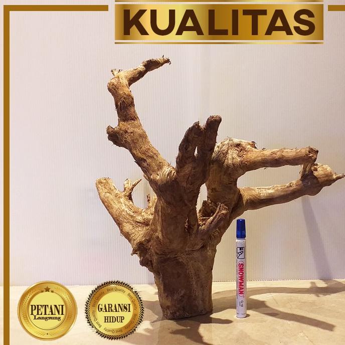 Kayu Aquascape Dahan Santigi XL Non Akar Hiasan Aquarium Tanaman Air