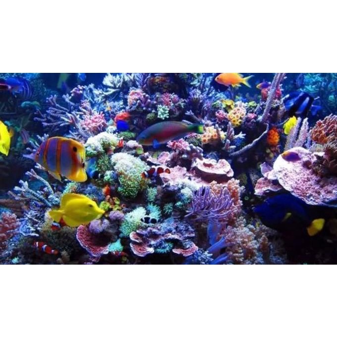 Lampu aquarium 60cm U / Lampu led / Lampu celup