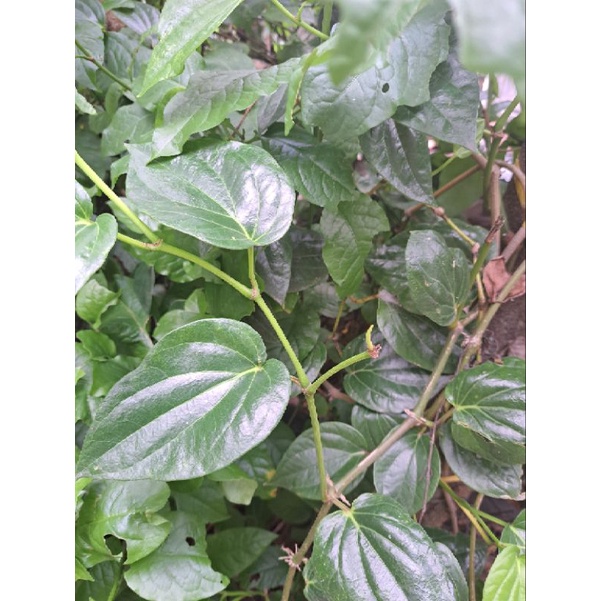 

Daun Herbal Binahong Segar Fresh Langsung Dipetik