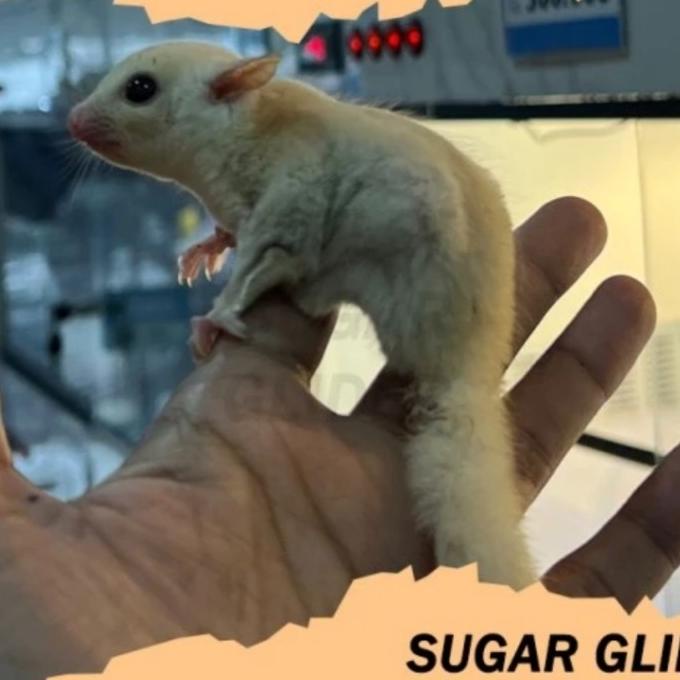 Sugar Glider Creamino