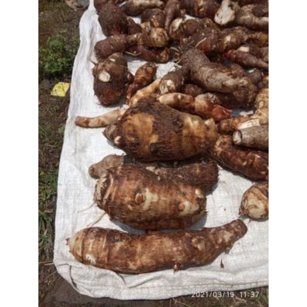 

TERLARIS UBI TALAS PULEN SEGAR 1KG MURAH