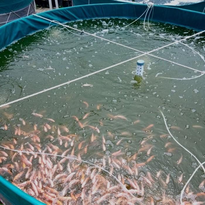 BIOFLOK Paket Probiotik Molase Garam Dolomit Budidaya Nila Lele Koi Berkualitas