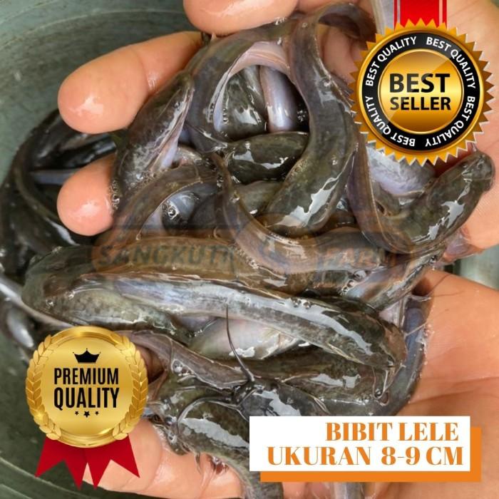 Bibit Benih Lele Murah Ukuran 8-9. GRATIS  Panduan Budidaya Lele Berkualitas