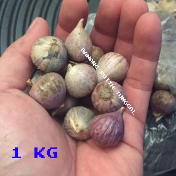 

Bawang Putih Tunggal / Bawang Lanang Herbal Kesehatan