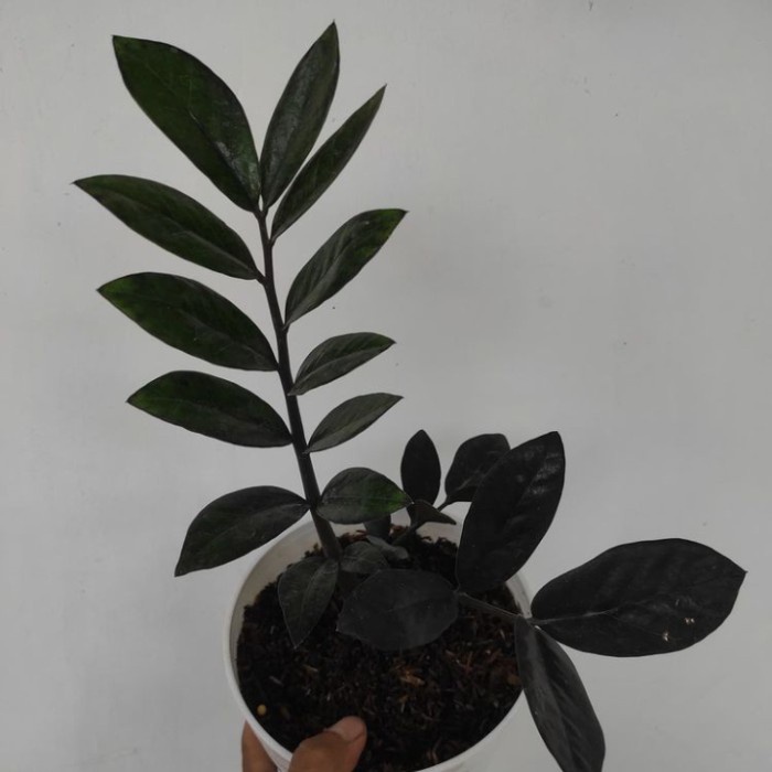 Terbaru Tanaman Hias Zamia Black Reven - Zamia Dollar Black - Zamia Hitam Promo Terlaris