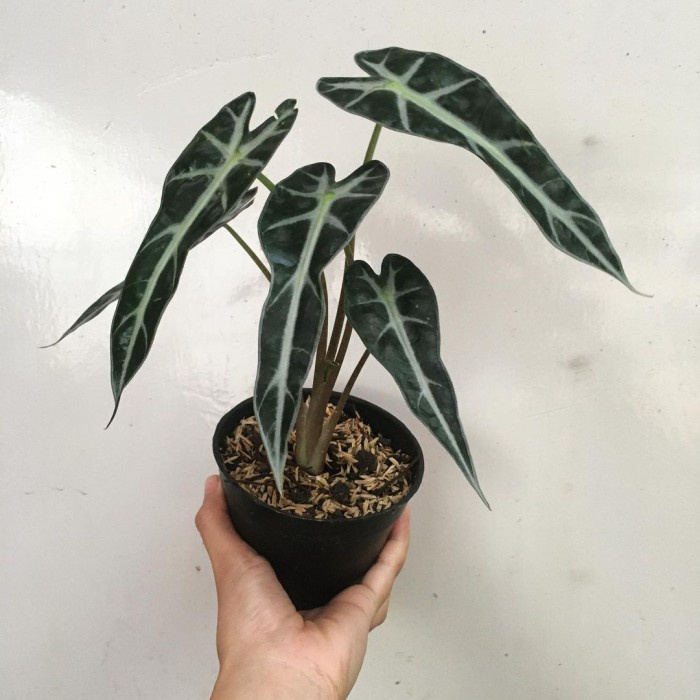 Terbaru Tanaman Hias Alocasia Bambino - Alocasia Bambino - Alocasia Promo Terlaris