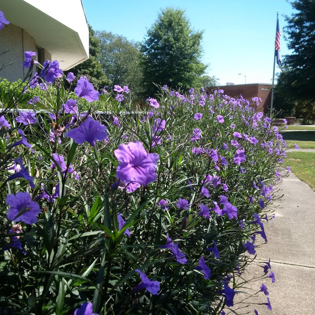 Tanaman Bunga Ruellia Ungu