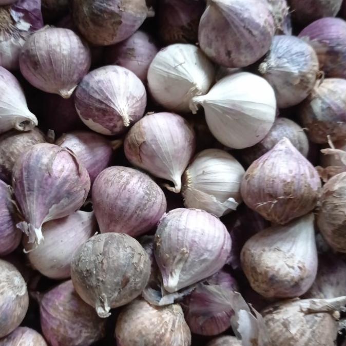 

Bawang Putih Tunggal 1 KG - Lanang 1 KG - Besar