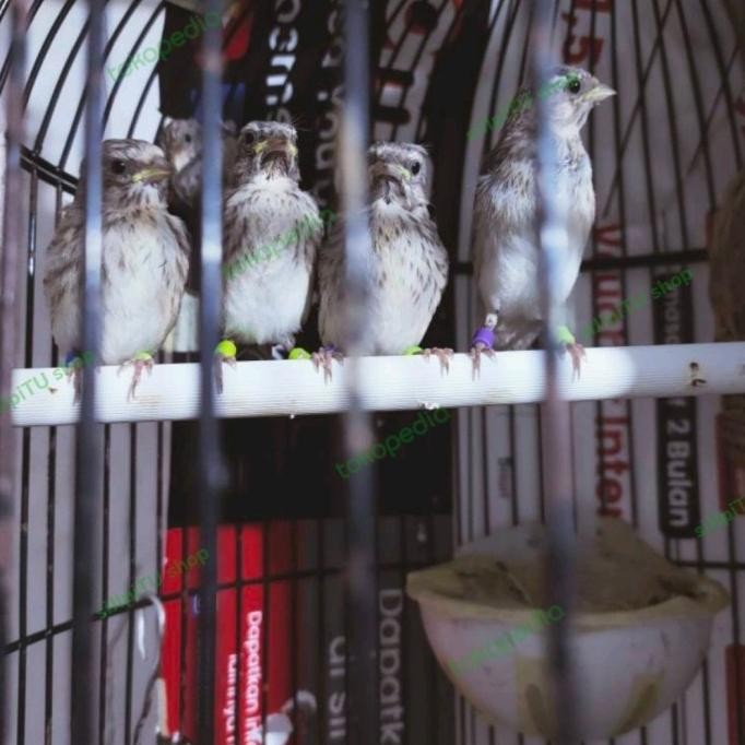 Update Ring burung plastik 100 pcs untuk burung kecil .,