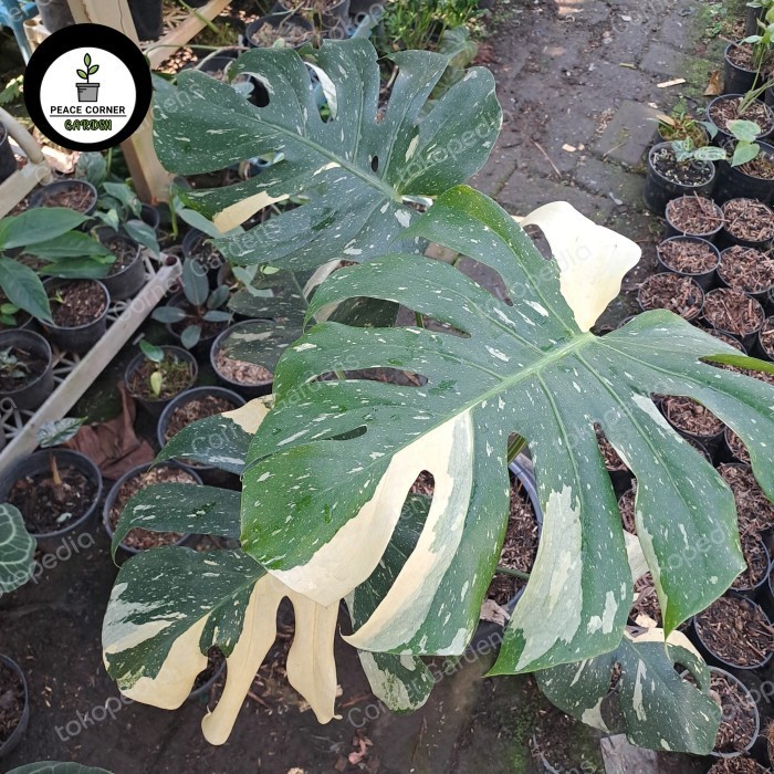 [Baru] Monstera Monthai Creme Brulee Terbaru