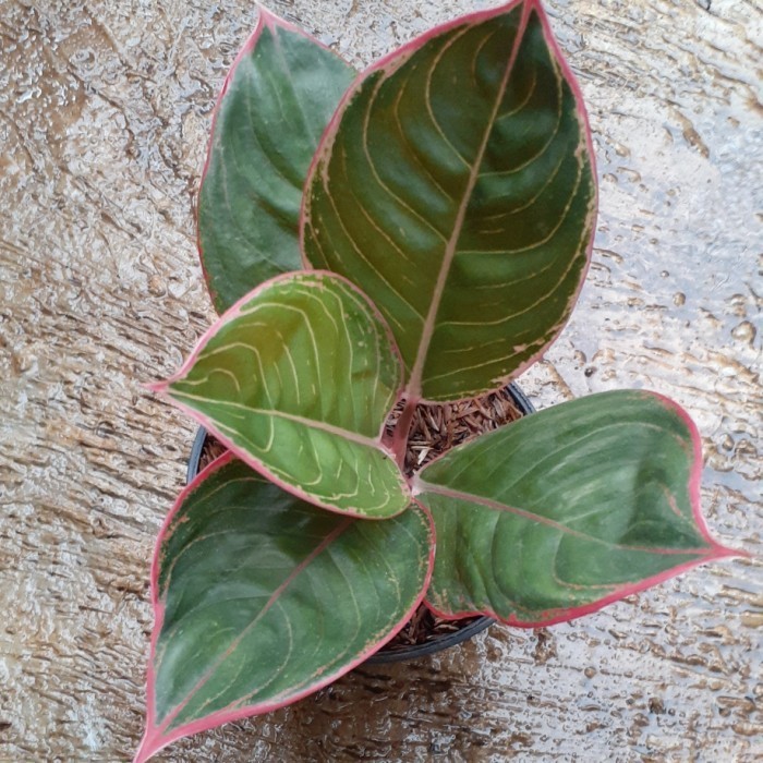 [New] Aglonema Lipstik Greg Limited