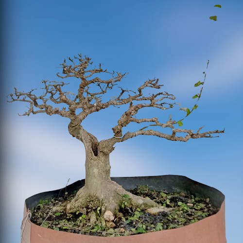 [New] Tanaman Bonsai Serut Tua Prospek Bagus Karakter Terbatas