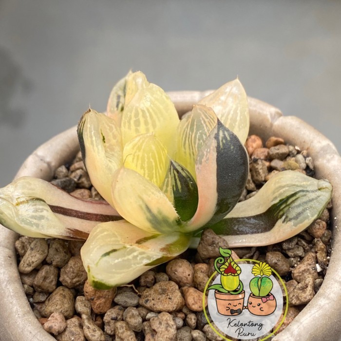 [New] Haworthia Obtusa Variegata Berkualitas