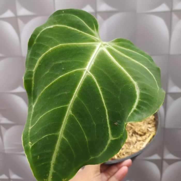 [New] Anthurium Regale Original Terbatas
