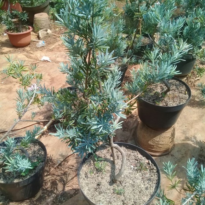 [New] Tanaman Lohansung Daun Silper Bahan Bonsai Lohansung Silver Limited