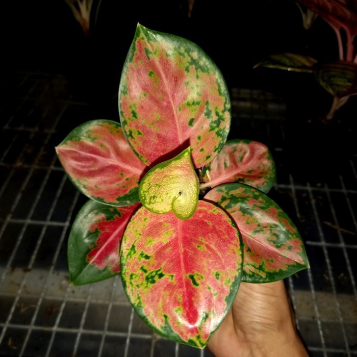[New] Tanaman Hias Aglonema Kochin Brownis Terbaru